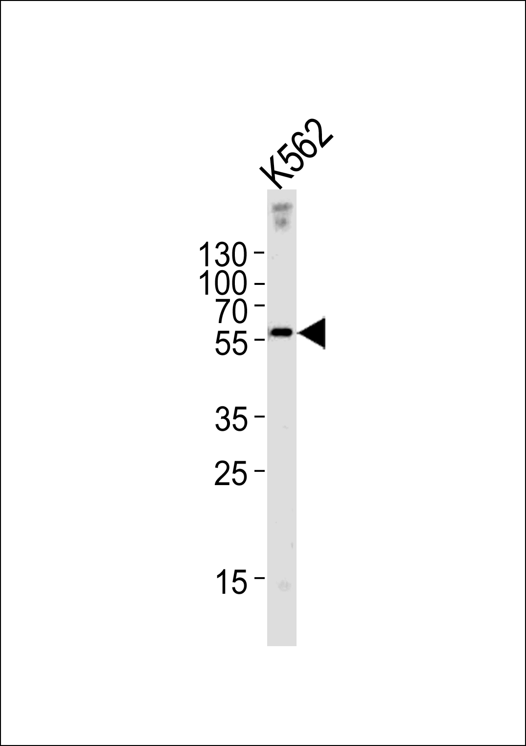 EPN3 Antibody (N-term) (Cat.# AP6527a) western blot analysis in K562 cell line lysates (35ug/lane).This demonstrates the EPN3 antibody detected the EPN3 protein (arrow).