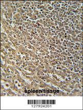 RASAL3 Antibody (C-term)(Cat. #AP10598b) immunohistochemistry analysis in formalin fixed and paraffin embedded human spleen tissue followed by peroxidase conjugation of the secondary antibody and DAB staining. This data demonstrates the use of the RASAL3 Antibody (C-term) for immunohistochemistry. Clinical relevance has not been evaluated.