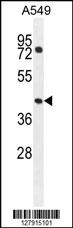 GTPBP8 Antibody (Center) (Cat. #AP10593c) western blot analysis in A549 cell line lysates (35ug/lane).This demonstrates the GTPBP8 antibody detected the GTPBP8 protein (arrow).