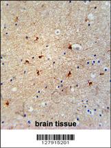 GTPBP8 Antibody (Center) (Cat. #AP10593c) immunohistochemistry analysis in formalin fixed and paraffin embedded human brain tissue followed by peroxidase conjugation of the secondary antibody and DAB staining. This data demonstrates the use of the GTPBP8 Antibody (Center) for immunohistochemistry. Clinical relevance has not been evaluated.