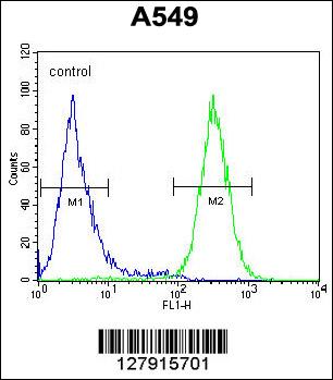 GTPBP8 Antibody (Center) (Cat. #AP10593c) flow cytometric analysis of A549 cells (right histogram) compared to a negative control cell (left histogram).FITC-conjugated goat-anti-rabbit secondary antibodies were used for the analysis.