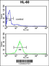 HSD17B7 Antibody (N-term) (Cat. #AP6760a) flow cytometry analysis of HL-60 cells (bottom histogram) compared to a negative control cell (top histogram).FITC-conjugated goat-anti-rabbit secondary antibodies were used for the analysis.