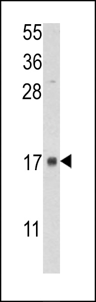 Western blot analysis of lysate from human placenta tissue lysate, using FKBP2 Antibody (N-term)(Cat. #AP6730a). AP6730a was diluted at 1:1000 at each lane. A goat anti-rabbit IgG H&L(HRP) at 1:5000 dilution was used as the secondary antibody. Lysate at 35ug per lane. 