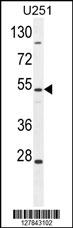 ZIK1 Antibody (Center) (Cat. #AP10579c) western blot analysis in U251 cell line lysates (35ug/lane).This demonstrates the ZIK1 antibody detected the ZIK1 protein (arrow).