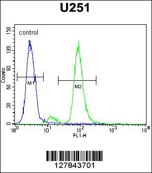 ZIK1 Antibody (Center) (Cat. #AP10579c) flow cytometric analysis of U251 cells (right histogram) compared to a negative control cell (left histogram).FITC-conjugated goat-anti-rabbit secondary antibodies were used for the analysis.