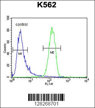 GAGE13 Antibody (N-term) (Cat. #AP10568a) flow cytometric analysis of K562 cells (right histogram) compared to a negative control cell (left histogram).FITC-conjugated goat-anti-rabbit secondary antibodies were used for the analysis.