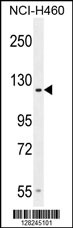 GPR144 Antibody (Center) (Cat. #AP10567c) western blot analysis in NCI-H460 cell line lysates (35ug/lane).This demonstrates the GPR144 antibody detected the GPR144 protein (arrow).