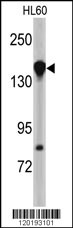 Western blot analysis of NUP155 antibody (N-term) (Cat. #AP6661a) in HL60 cell line lysates (35ug/lane). NUP155 (arrow) was detected using the purified Pab.