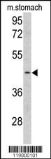 Western blot analysis of CLUAP1 antibody (C-term) (Cat. #AP6632b) in mouse stomach tissue lysates (35ug/lane). CLUAP1 (arrow) was detected using the purified Pab.