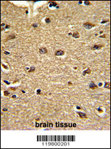 Formalin-fixed and paraffin-embedded human brain tissue reacted with CLUAP1 Antibody (C-term), which was peroxidase-conjugated to the secondary antibody, followed by DAB staining. This data demonstrates the use of this antibody for immunohistochemistry; clinical relevance has not been evaluated.