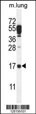 C14orf126 Antibody (C-term) (Cat. #AP10553b) western blot analysis in mouse lung tissue lysates (35ug/lane).This demonstrates the C14orf126 antibody detected the C14orf126 protein (arrow).