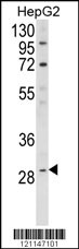 Western blot analysis of DIO1 Antibody (N-term) (Cat. #AP6958a) in HepG2 cell line lysates (35ug/lane). DIO1 (arrow) was detected using the purified Pab.