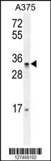 PUSL1 Antibody (C-term) (Cat. #AP10547b) western blot analysis in A375 cell line lysates (35ug/lane).This demonstrates the PUSL1 antibody detected the PUSL1 protein (arrow).
