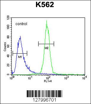 OR52A1 Antibody (C-term) (Cat. #AP10540b) flow cytometric analysis of K562 cells (right histogram) compared to a negative control cell (left histogram).FITC-conjugated goat-anti-rabbit secondary antibodies were used for the analysis.