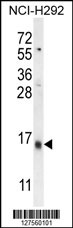 LY6G6C Antibody (C-term) (Cat. #AP10539b) western blot analysis in NCI-H292 cell line lysates (35ug/lane).This demonstrates the LY6G6C antibody detected the LY6G6C protein (arrow).