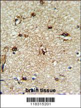 Formalin-fixed and paraffin-embedded human brain tissue reacted with PALA Antibody (N-term), which was peroxidase-conjugated to the secondary antibody, followed by DAB staining. This data demonstrates the use of this antibody for immunohistochemistry; clinical relevance has not been evaluated.