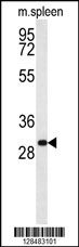 RTP1 Antibody (C-term) (Cat. #AP10527b) western blot analysis in mouse spleen tissue lysates (35ug/lane).This demonstrates the RTP1 antibody detected the RTP1 protein (arrow).
