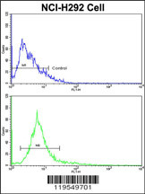 Flow cytometric analysis of NCI-H292 cells using ALKBH8 Antibody (C-term)(bottom histogram) compared to a negative control cell (top histogram). FITC-conjugated goat-anti-rabbit secondary antibodies were used for the analysis.