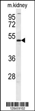 DMRT3 Antibody (C-term) (Cat. #AP10526b) western blot analysis in mouse kidney tissue lysates (35ug/lane).This demonstrates the DMRT3 antibody detected the DMRT3 protein (arrow).