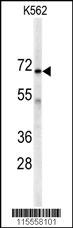 Western blot analysis of anti-AK7 Antibody (C-term) (Cat.#AP7076d) in K562 cell line lysates (35ug/lane).AK7(arrow) was detected using the purified Pab.
