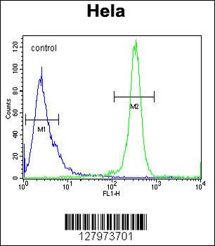 DEN5A Antibody (Center) (Cat. #AP10513c) flow cytometric analysis of Hela cells (right histogram) compared to a negative control cell (left histogram).FITC-conjugated goat-anti-rabbit secondary antibodies were used for the analysis.