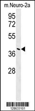 CASC4 Antibody (C-term) (Cat. #AP10511b) western blot analysis in mouse Neuro-2a cell line lysates (35ug/lane).This demonstrates the CASC4 antibody detected the CASC4 protein (arrow).
