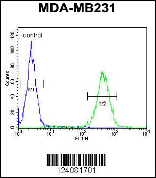 ST7 Antibody (Center) (Cat. #AP10493c) flow cytometric analysis of MDA-MB231 cells (right histogram) compared to a negative control cell (left histogram).FITC-conjugated goat-anti-rabbit secondary antibodies were used for the analysis.