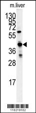 Western blot analysis of GCAT antibody (Center) (Cat.#AP7498c) in mouse liver tissue lysates (35ug/lane). GCAT (arrow) was detected using the purified Pab.