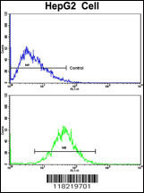 Flow cytometric analysis of HepG2 cells using GCAT Antibody (Center)(bottom histogram) compared to a negative control cell (top histogram). FITC-conjugated goat-anti-rabbit secondary antibodies were used for the analysis.