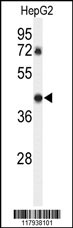 Western blot analysis of DDX39 Antibody (Center Y265) (Cat. #AP7451d) in HepG2 cell line lysates (35ug/lane). DDX39 (arrow) was detected using the purified Pab.