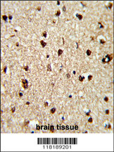 Formalin-fixed and paraffin-embedded human brain reacted with TECPR1 Antibody (C-term), which was peroxidase-conjugated to the secondary antibody, followed by DAB staining. This data demonstrates the use of this antibody for immunohistochemistry; clinical relevance has not been evaluated.