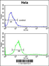 TECPR1 Antibody (C-term) (Cat. #AP7391b) flow cytometric analysis of Hela cells (bottom histogram) compared to a negative control cell (top histogram).FITC-conjugated goat-anti-rabbit secondary antibodies were used for the analysis.