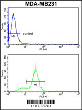 CPN2 Antibody (N-term) (Cat.#AP7348a) flow cytometry analysis of MDA-MB231 cells (bottom histogram) compared to a negative control cell (top histogram). FITC-conjugated goat-anti-rabbit secondary antibodies were used for the analysis.