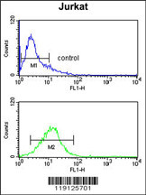 MYO1A Antibody (Center S291) (Cat. #AP7343c) flow cytometry analysis of Jurkat cells (bottom histogram) compared to a negative control cell (top histogram).FITC-conjugated goat-anti-rabbit secondary antibodies were used for the analysis.