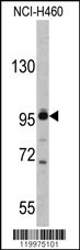 Western blot analysis of XPOT antibody (C-term) (Cat. #AP7632b) in NCI-H460 cell line lysates (35ug/lane). XPOT (arrow) was detected using the purified Pab.