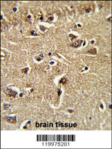 Formalin-fixed and paraffin-embedded human brain tissue reacted with XPOT Antibody (C-term), which was peroxidase-conjugated to the secondary antibody, followed by DAB staining. This data demonstrates the use of this antibody for immunohistochemistry; clinical relevance has not been evaluated.