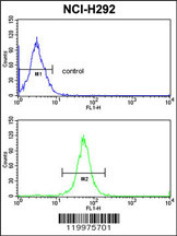 XPOT Antibody (C-term) (Cat. #AP7632b) flow cytometric analysis of NCI-H292 cells (bottom histogram) compared to a negative control cell (top histogram).FITC-conjugated goat-anti-rabbit secondary antibodies were used for the analysis.
