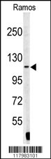 Western blot analysis of XPOT antibody (N-term) (Cat.#AP7632a) in Ramos cell line lysates (35ug/lane). XPOT (arrow) was detected using the purified Pab.
