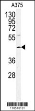 Western blot analysis of POLDIP2 antibody (Center) (Cat.#AP7626c) in A375 cell line lysates (35ug/lane). POLDIP2 (arrow) was detected using the purified Pab.