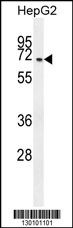 CCDC19 Antibody (N-term) (Cat. #AP10437a) western blot analysis in HepG2 cell line lysates (35ug/lane).This demonstrates the CCDC19 antibody detected the CCDC19 protein (arrow).