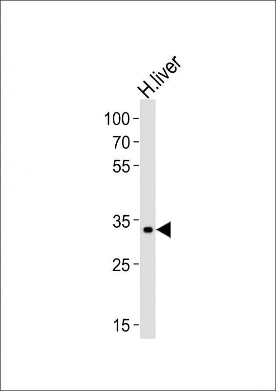 Western blot analysis of lysate from human liver tissue lysate, using LRTOMT Antibody (N-term)(Cat. #AP21148a). AP21148a was diluted at 1:4000. A goat anti-rabbit IgG H&L(HRP) at 1:10000 dilution was used as the secondary antibody. Lysate at 20ug.