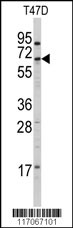 Western blot analysis of anti-CYP4X1 Antibody (N-term) (Cat.#AP7885a) in T47D cell line lysates (35ug/lane). CYP4X1 (arrow) was detected using the purified Pab.