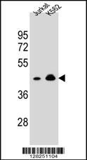 OR10A4 Antibody (C-term) (Cat. #AP10863b) western blot analysis in Jurkat,K562 cell line lysates (35ug/lane).This demonstrates the OR10A4 antibody detected the OR10A4 protein (arrow).