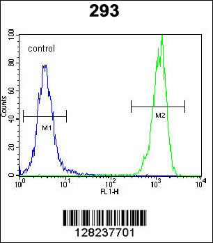 OR10H1 Antibody (C-term) (Cat. #AP10861b) flow cytometric analysis of 293 cells (right histogram) compared to a negative control cell (left histogram).FITC-conjugated goat-anti-rabbit secondary antibodies were used for the analysis.