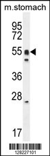 DMRTA1 Antibody (C-term) (Cat. #AP10857b) western blot analysis in mouse stomach cell line lysates (35ug/lane).This demonstrates the DMRTA1 antibody detected the DMRTA1 protein (arrow).