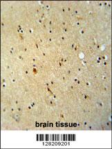 ZNF536 antibody (N-term) (Cat. #AP10852a) immunohistochemistry analysis in formalin fixed and paraffin embedded human brain tissue followed by peroxidase conjugation of the secondary antibody and DAB staining. This data demonstrates the use of the ZNF536 antibody (N-term) for immunohistochemistry. Clinical relevance has not been evaluated.