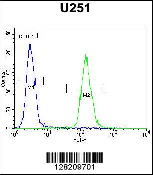 ZNF536 Antibody (N-term) (Cat. #AP10852a) flow cytometric analysis of U251 cells (right histogram) compared to a negative control cell (left histogram).FITC-conjugated goat-anti-rabbit secondary antibodies were used for the analysis.