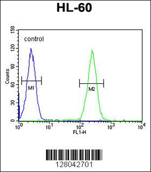 BCORL1 Antibody (N-term) (Cat. #AP10847a) flow cytometric analysis of HL-60 cells (right histogram) compared to a negative control cell (left histogram).FITC-conjugated goat-anti-rabbit secondary antibodies were used for the analysis.