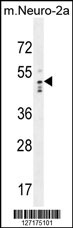 WDSOF1 Antibody (C-term) (Cat. #AP10838b) western blot analysis in mouse Neuro-2a cell line lysates (35ug/lane).This demonstrates the WDSOF1 antibody detected the WDSOF1 protein (arrow).