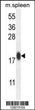 IMMP1L Antibody (C-term) (Cat. #AP10836b) western blot analysis in mouse spleen tissue lysates (35ug/lane).This demonstrates the IMMP1L antibody detected the IMMP1L protein (arrow).
